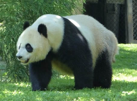 Panda en zoo