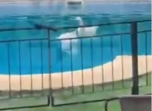 Gansos en piscina