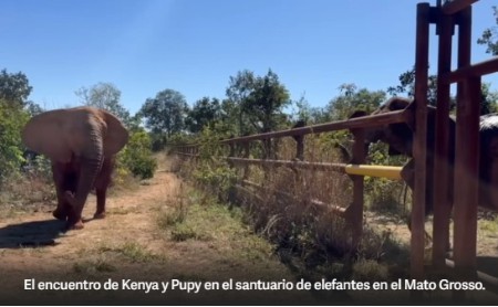 Elefantas argentinas