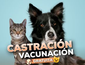 Mascotas